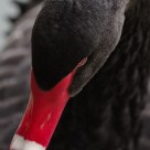 Cygne noir